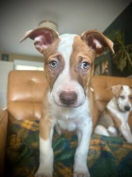 Triceratops -  Australian Cattle Dog Blue Heeler Dog Available for Adoption in Colorado Springs, Colorado - Triceratops | PetCurious