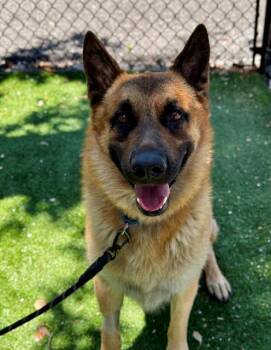 Rescue German Shepherd Dog and Mixed Breed Dogs for Adoption in Palmetto, Florida - MOOKIE | PetCurious