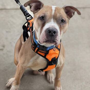 Rusty -  Pit Bull Terrier Dog for Adoption in Rockville, Maryland - Rusty | PetCurious