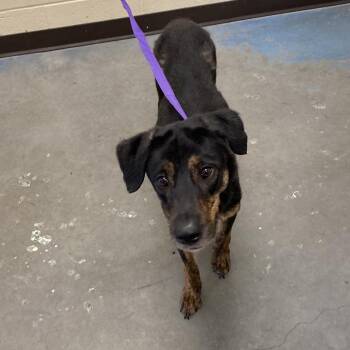 Oct -  Mixed Breed Dog for Adoption in Memphis, Tennessee - Oct | PetCurious