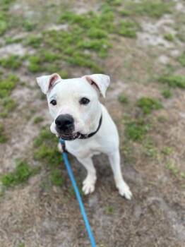 Small Fry -  Mixed Breed Dog for Adoption in Vero Beach, Florida - Small Fry | PetCurious