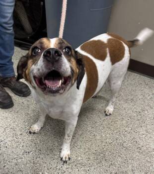 Louie -  Beagle and Mixed Breed Dog for Adoption in Saint Clairsville, Ohio - Louie | PetCurious