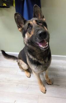 Stu -  German Shepherd Dog and Mixed Breed Dog for Adoption in South Bend, Indiana - Stu | PetCurious