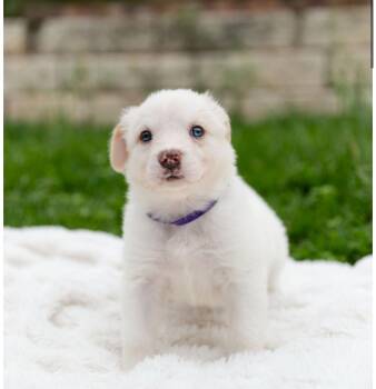 Corgi and Australian Cattle Dog Blue Heeler Dogs Available for Adoption in Pflugerville, Texas - Moonstone | PetCurious