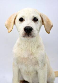 Kelsey -  Golden Retriever and Anatolian Shepherd Dog for Adoption in Morton Grove, Illinois - Kelsey | PetCurious