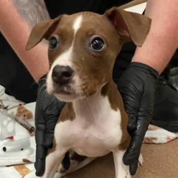 Stella -  Terrier Dog for Adoption in Portland, Maine - Stella | PetCurious