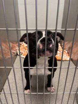 Jaz -  Mixed Breed Dog for Adoption in Fallston, Maryland - Jaz | PetCurious