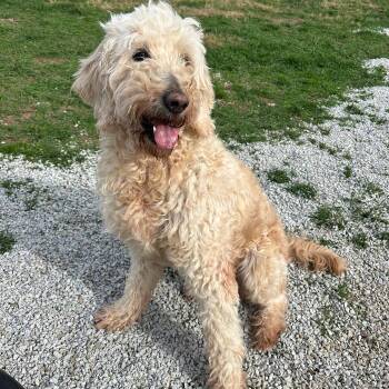 Nova #6931 -  Goldendoodle Dog for Adoption in Louisville, Kentucky - Nova #6931 | PetCurious