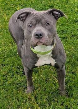 Pit Bull Terrier Dogs Available for Adoption in Akron, Ohio - NESSIE | PetCurious