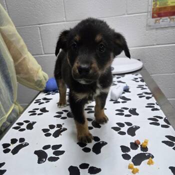 Cornflower -  Shepherd and Mixed Breed Dog for Adoption in Incline Village, Nevada - Cornflower | PetCurious