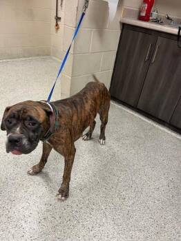 Rescue Boxer and Mixed Breed Dogs for Adoption in Conroe, Texas - BELLAMY | PetCurious