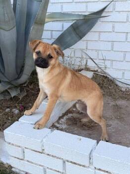 Pug and Pomeranian Dogs Available for Adoption in Henderson, Nevada - Humphrey | PetCurious