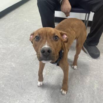 Mixed Breed Dogs Available for Adoption - Buzz | PetCurious