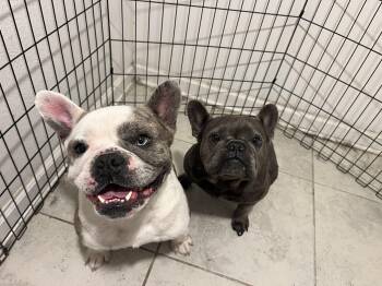 French Bulldog Dogs Available for Adoption - Maui | PetCurious