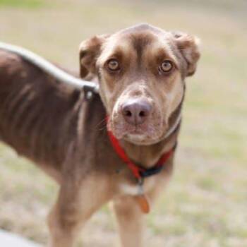 Mixed Breed Dogs Available for Adoption - Matilda | PetCurious