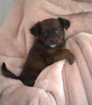 Shetland Sheepdog Sheltie Dogs Available for Adoption - Teddy Bear | PetCurious