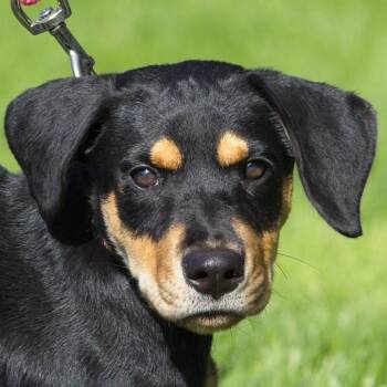 Raven -  Doberman Pinscher Dog for Adoption in South Elgin, Illinois - Raven | PetCurious
