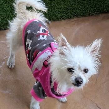 Rescue West Highland White Terrier Westie and Mixed Breed Dogs for Adoption in Las Vegas, Nevada - Chloe | PetCurious