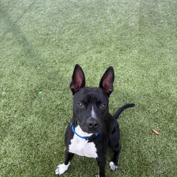 Rescue Pit Bull Terrier and Chihuahua Dogs for Adoption in Pearland, Texas - Batman | PetCurious