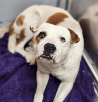 American Bulldog and Mixed Breed Dogs Available for Adoption in Houston, Texas - DINO | PetCurious