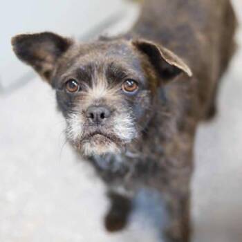 French Bulldog and Shih Tzu Dogs Available for Adoption - Blue | PetCurious