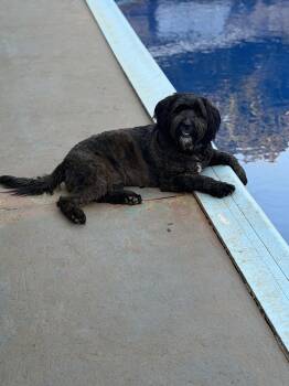 Ouija -  Labradoodle Dog for Adoption in Mobile, Alabama - Ouija | PetCurious