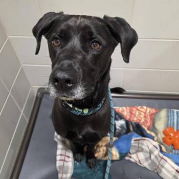 Ace -  Black Labrador Retriever and Mixed Breed Dog for Adoption - Ace | PetCurious