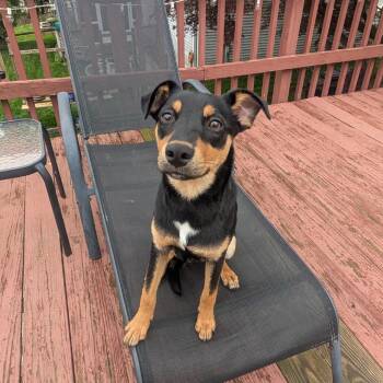 Terrier Dogs Available for Adoption in Rockville, Maryland - Lox | PetCurious