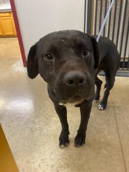 Brutus -  Pit Bull Terrier and Mixed Breed Dog for Adoption in Lockhart, Texas - Brutus | PetCurious