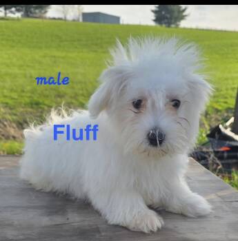 Maltese Dogs Available for Adoption in Semmes, Alabama - Fluff  | PetCurious