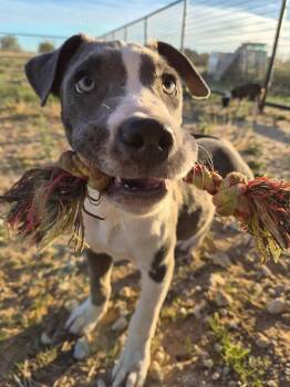 Rescue Labrador Retriever and American Bully Dogs for Adoption in Bowie, Texas - Skittles | PetCurious