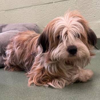 Snickerdoodle -  Australian Shepherd and Mixed Breed Dog for Adoption in West Palm Beach, Florida - Snickerdoodle | PetCurious