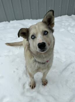 Husky and Border Collie Dogs Available for Adoption - Anna | PetCurious