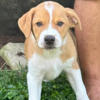 Ray -  Mixed Breed Dog for Adoption in La Grange, Kentucky - Ray | PetCurious
