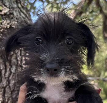 Disney Pocahontas -  Norwich Terrier and Jack Russell Terrier Dog for Adoption in New Braunfels, Texas - Disney Pocahontas | PetCurious