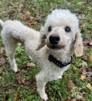 Rescue Miniature Poodle Dogs for Adoption in Beaverton, Oregon - Norman | PetCurious