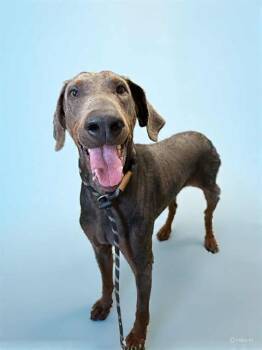 Rescue Doberman Pinscher Dogs for Adoption in Stockton, California - ARTHUR | PetCurious