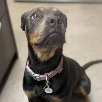 Blue -  Rottweiler Dog for Adoption in Midland, Texas - Blue | PetCurious