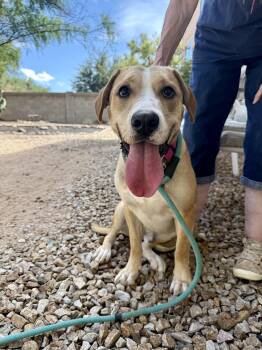 Tucker aka Pee Wee -  Basset Hound and Labrador Retriever Dog for Adoption in Tucson, Arizona - Tucker Aka Pee Wee | PetCurious
