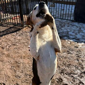 Hound Dogs Available for Adoption in Lynchburg, Virginia - Highway | PetCurious