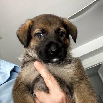 Petunia Pig -  German Shepherd Dog Dog for Adoption in Freeport, Florida - Petunia Pig | PetCurious