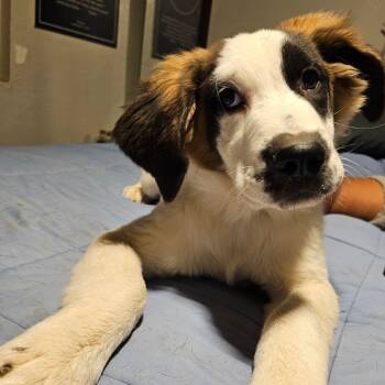 Rescue Saint Bernard Dogs for Adoption in Phoenix, Arizona - Brooklyn | PetCurious
