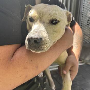 Pit Bull Terrier Dogs Available for Adoption in Morganton, North Carolina - Taylor Sniff | PetCurious