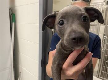 DUCHESS -  Pit Bull Terrier Dog for Adoption in Auburn, California - DUCHESS | PetCurious