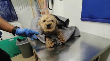 PEANUT -  Cairn Terrier and Mixed Breed Dog for Adoption in Albuquerque, New Mexico - PEANUT | PetCurious