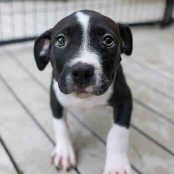 Coconut -  Mixed Breed Dog for Adoption in Bradenton, Florida - Coconut | PetCurious