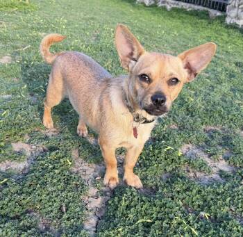 Chihuahua and Yorkshire Terrier Dogs Available for Adoption in Mission Viejo, California - Ambrose | PetCurious