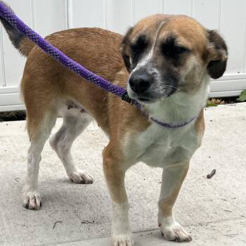 Roink -  Terrier Dog for Adoption in Bedford Park, Illinois - Roink | PetCurious