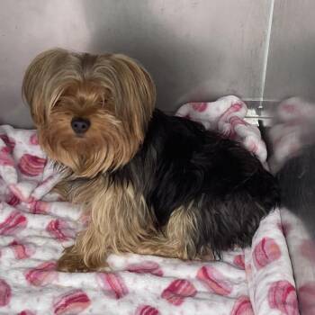 Terrier Dogs Available for Adoption - Gizmo The Thrasher | PetCurious