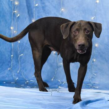 Carla -  Labrador Retriever Dog for Adoption in Defuniak Springs, Florida - Carla | PetCurious